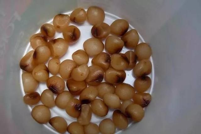 君子兰种子的繁殖方法和注意事项,君子兰不用种子怎么繁殖小苗的