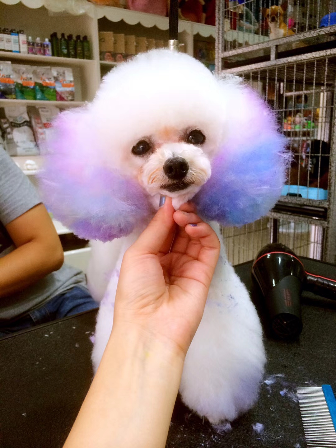 网上买宠物狗靠谱吗,网上买狗狗都是骗人的吗