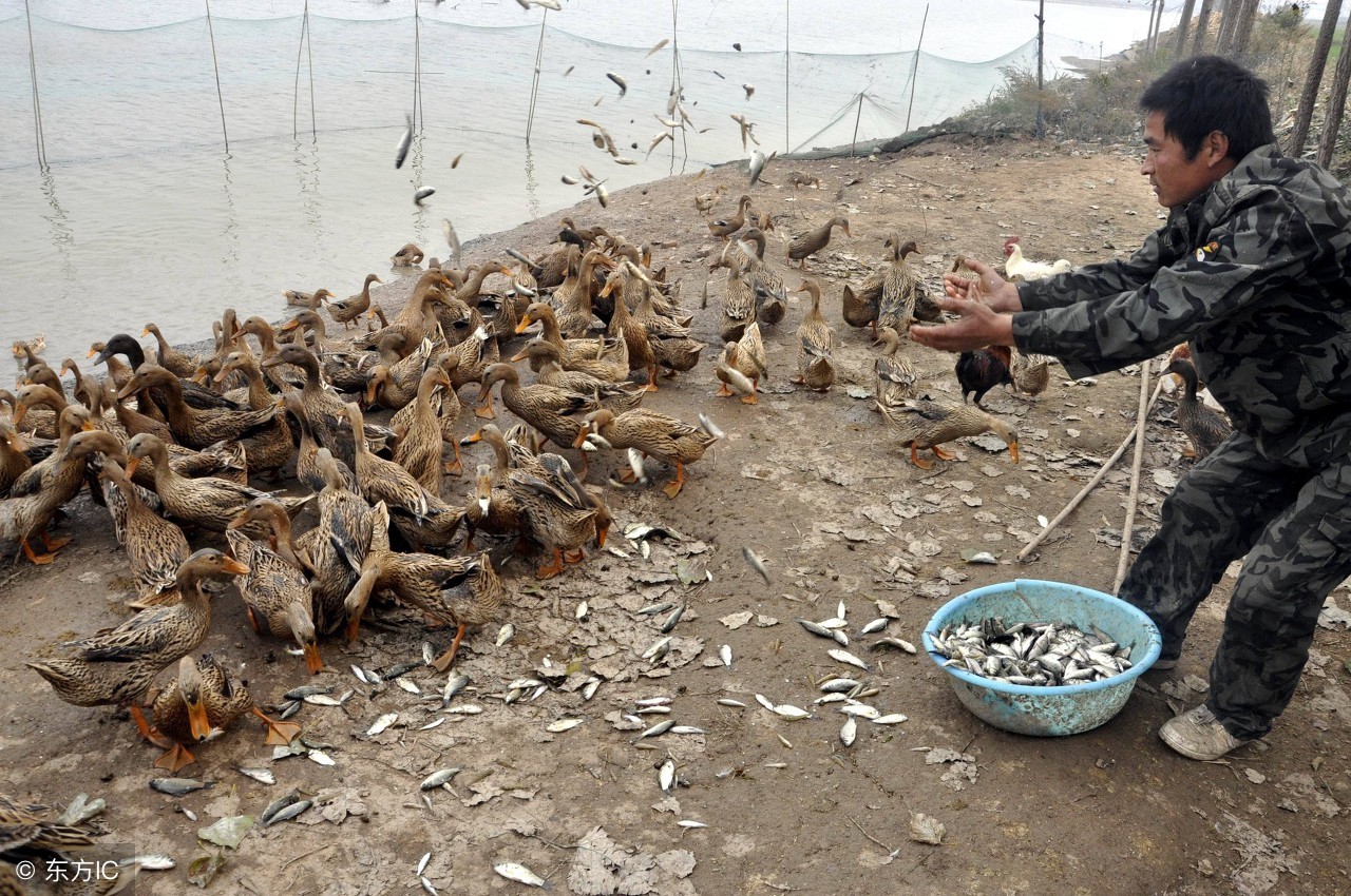 在农村干什么赚钱要投资少风险,在农村想做点小生意干什么最好