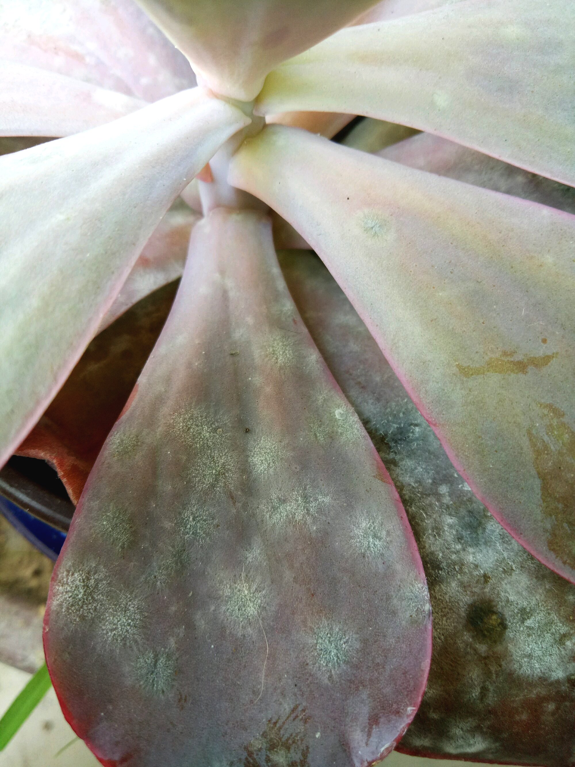 多肉白粉病最好的治疗方法,多肉白腐病怎么治