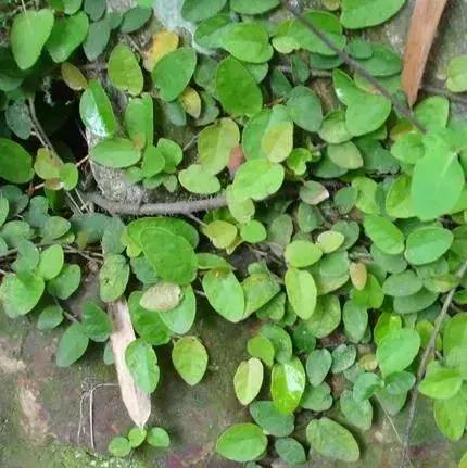 300种园林植物栽培与应用,苗木种植园林绿化