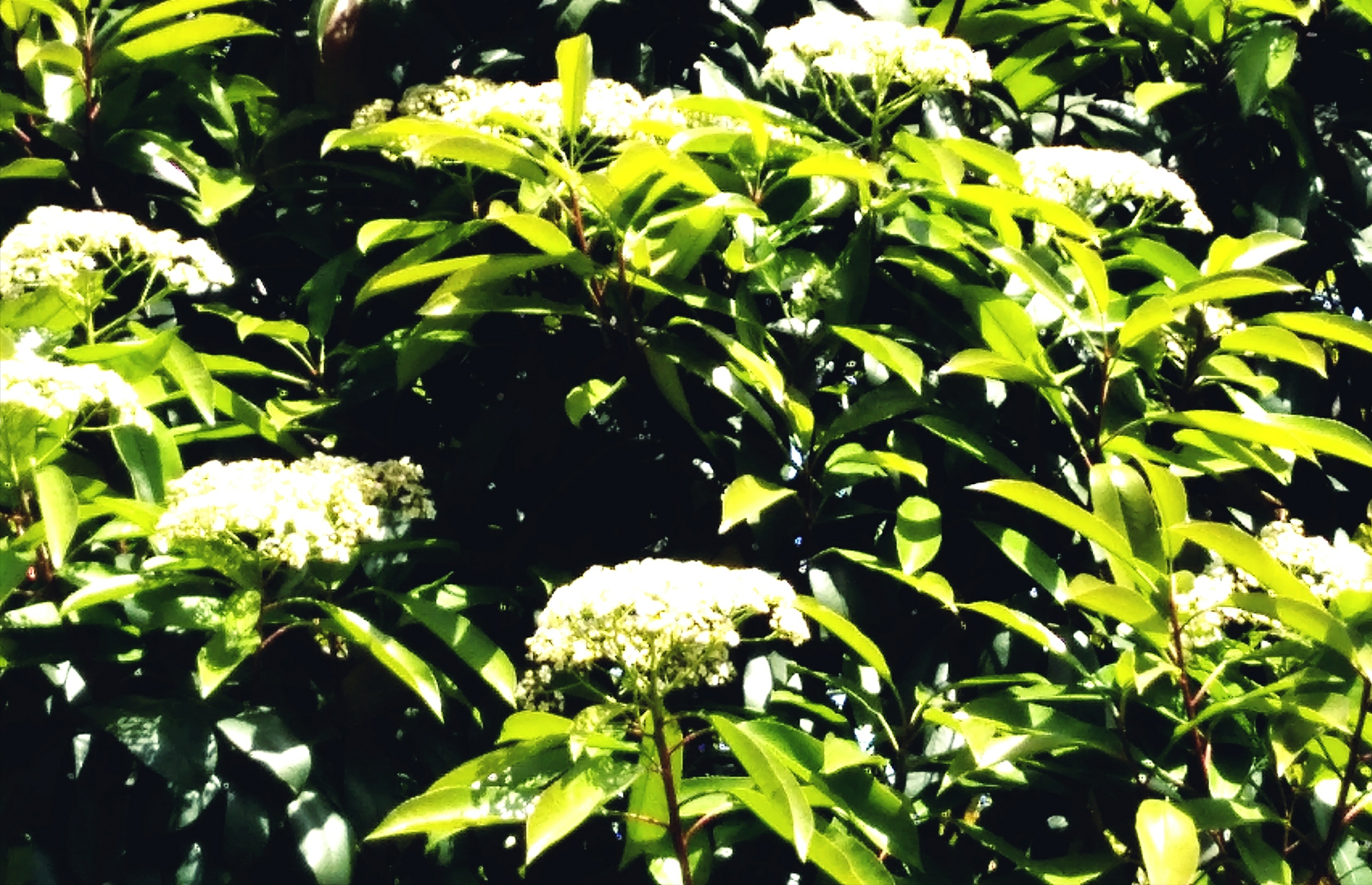 觅芳踪——中南财经政法大学首义校区四月观花指南