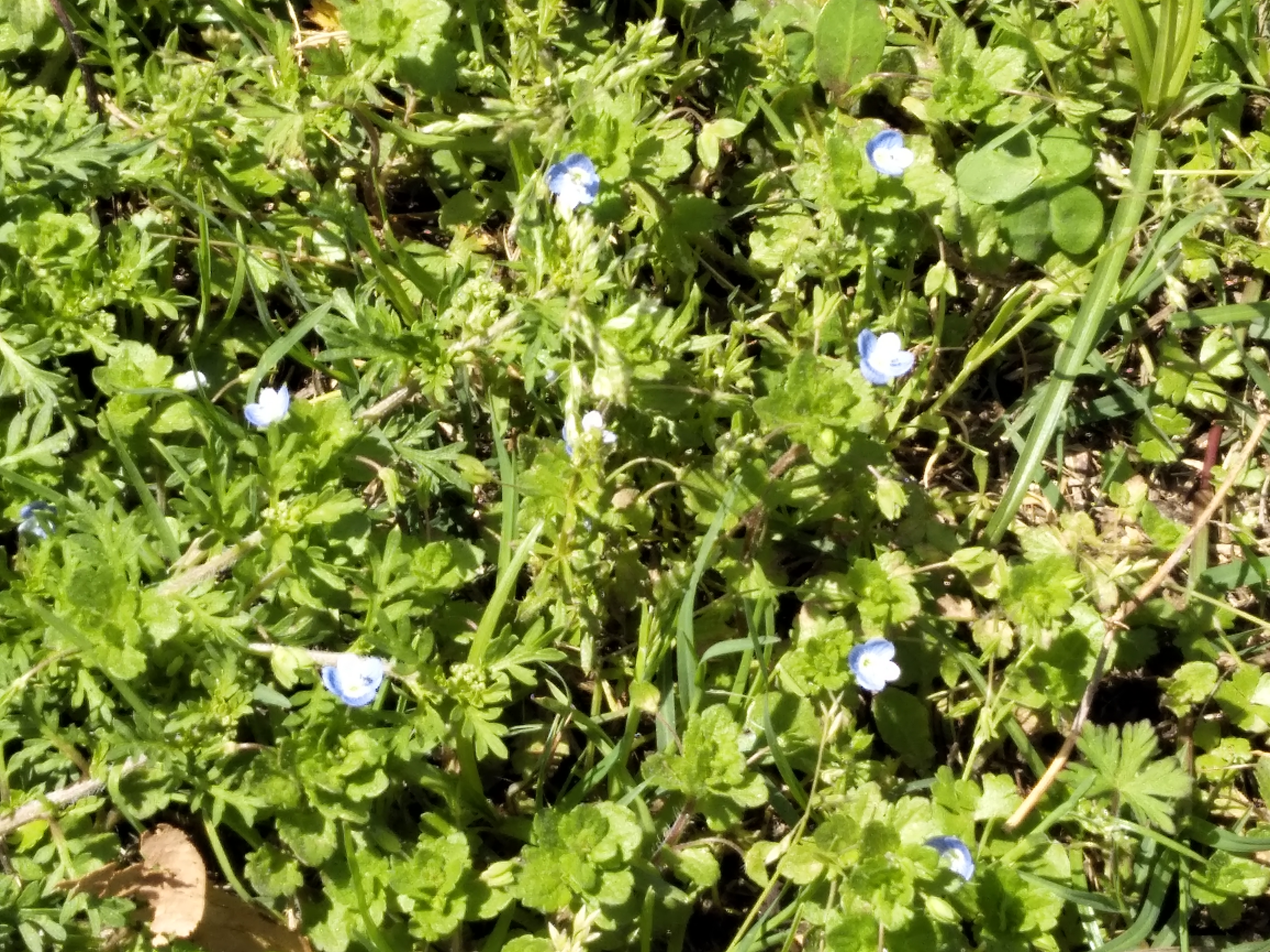 觅芳踪——中南财经政法大学首义校区四月观花指南