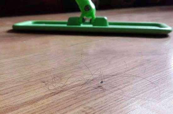 如何处理家里毛发满天飞,家里到处都是毛发怎么办