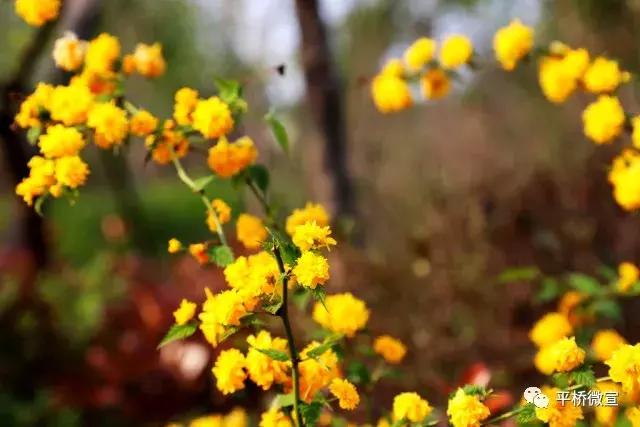 平桥美丽乡村,平桥区漂亮乡村