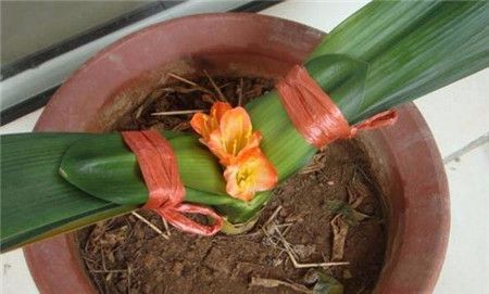 君子兰夹箭只需一招就能解决,君子兰花箭抽出2公分还算夹箭吗