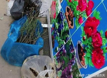 花卉市场买盆栽避坑,购买盆栽注意什么细节