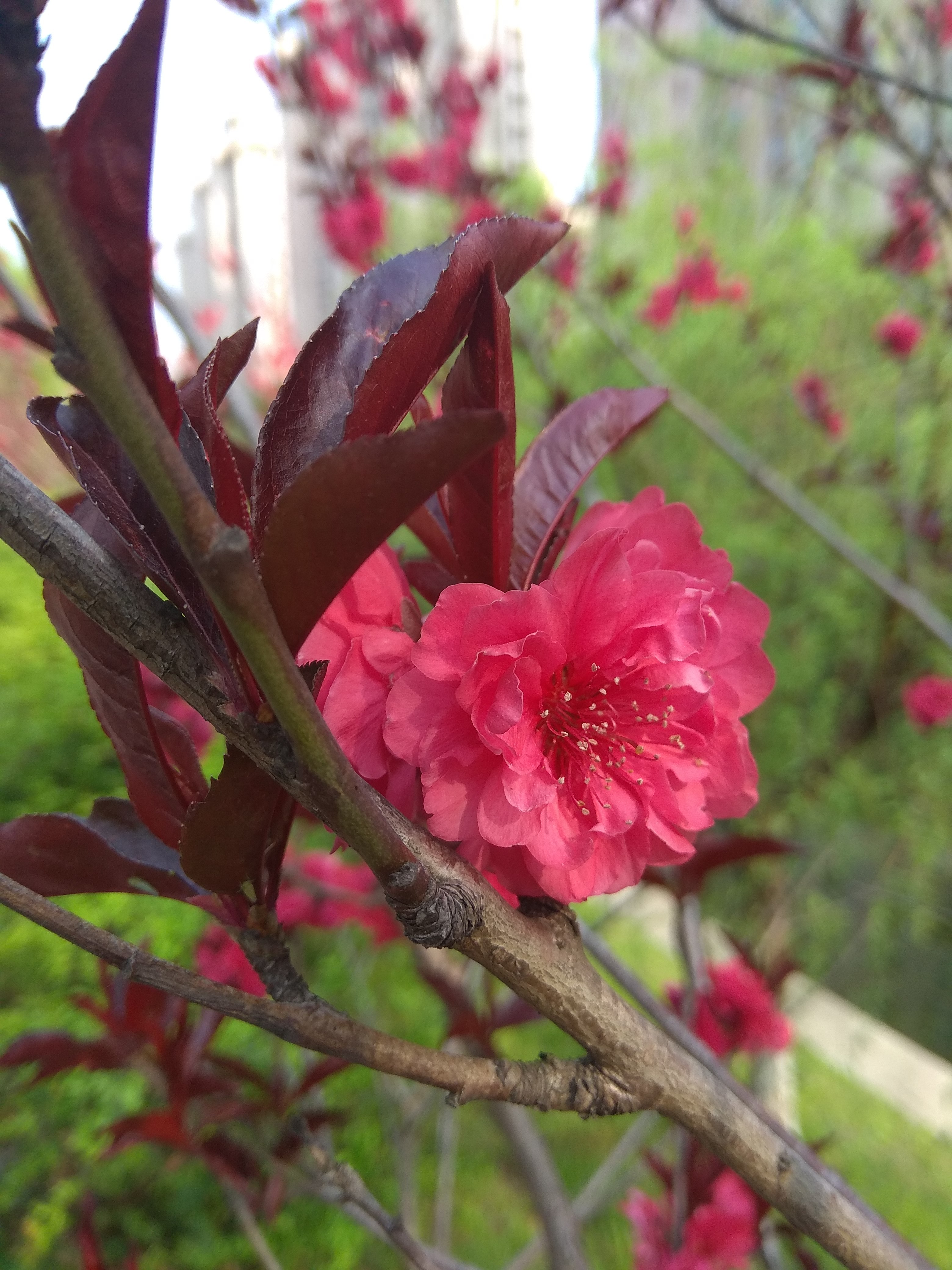 红米手机拍摄技巧大全,红米手机怎么拍出单反的效果