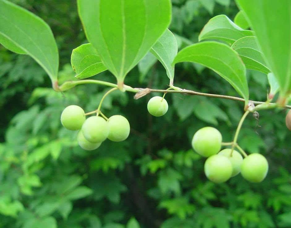 白茯苓能祛黑色素吗,白茯苓能祛雀斑吗怎么吃效果好