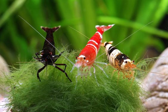 观赏虾和观赏鱼哪个好养一些,观赏鱼养多了好吗