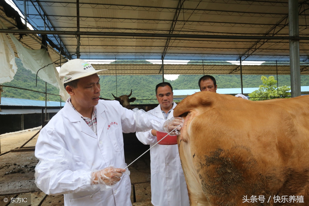 有关母牛配种的小问题，养牛户一定要重视起来！