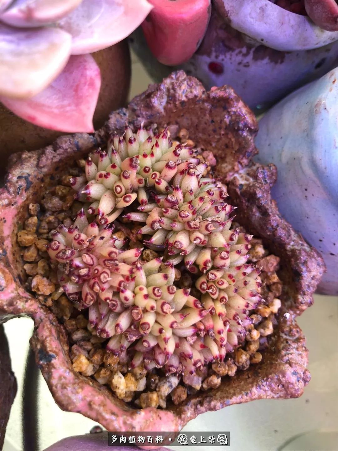 没阳光的多肉也如此迷人,不需要很多阳光的多肉