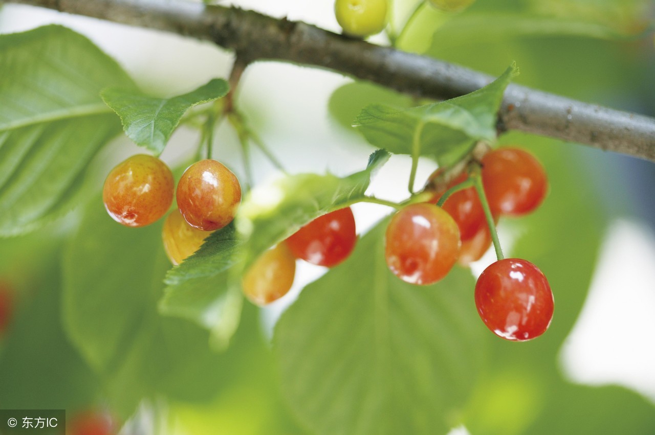 怎么判断樱桃有没有变色,樱桃在正常情况下什么时候成熟