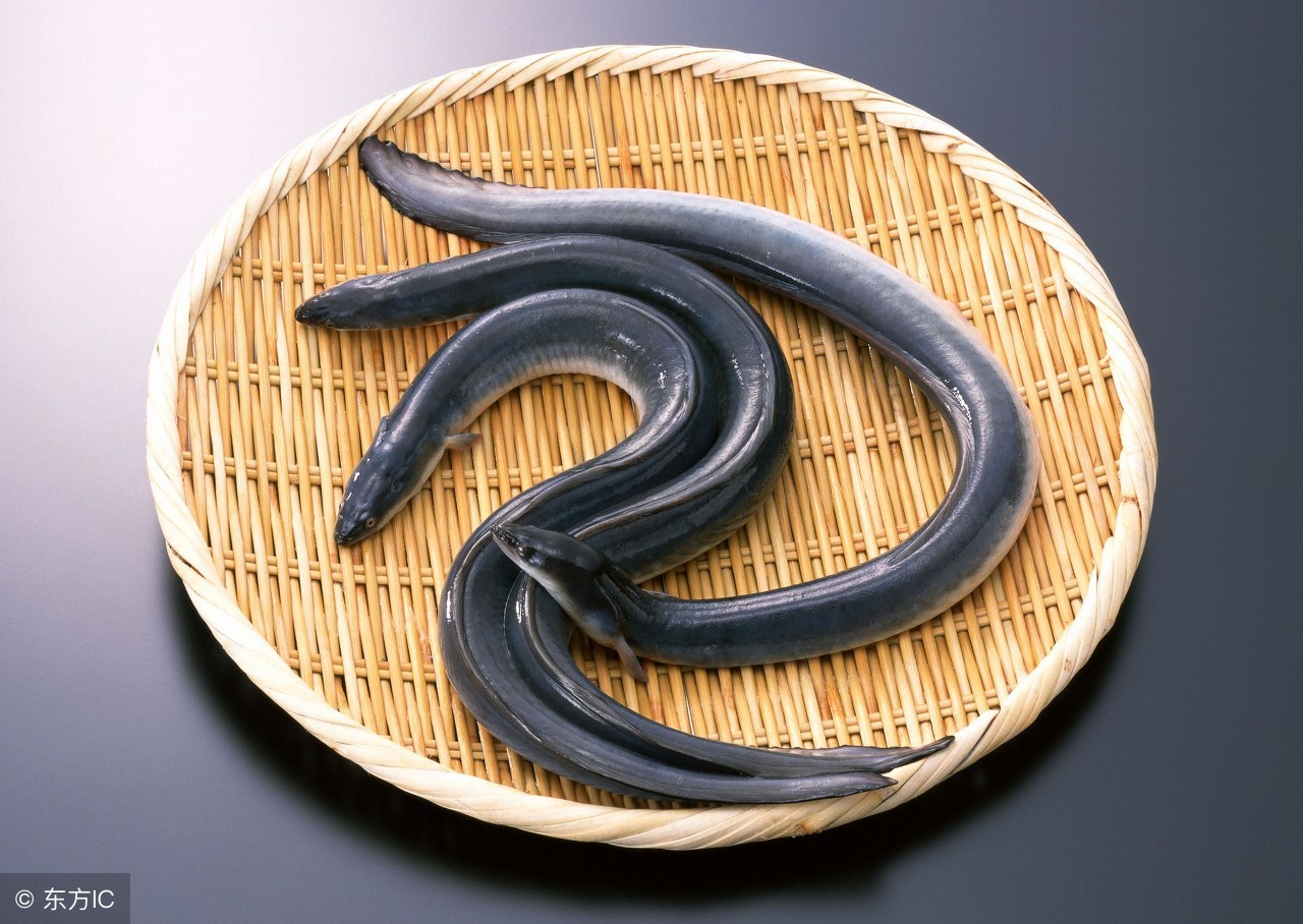 日式料理四种鱼,日本料理一般有哪些鱼