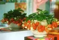 大棚无土草莓种植技术与管理,无土草莓栽培一亩需多少投资