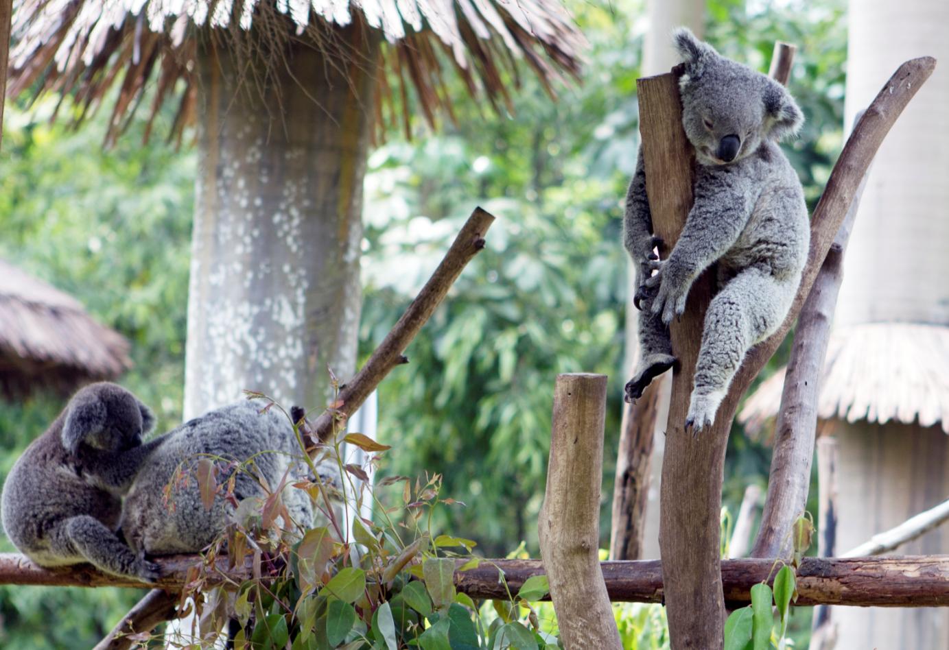 东莞香市动物园和广州动物园,长隆野生动物园和广州动物园区别