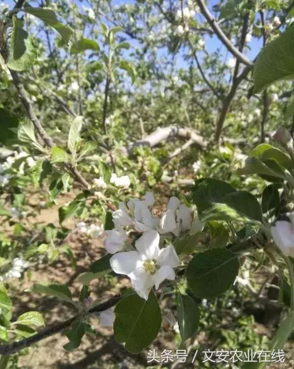 吴老三果树冻害后恢复的修剪技术,果树冻害以后的措施