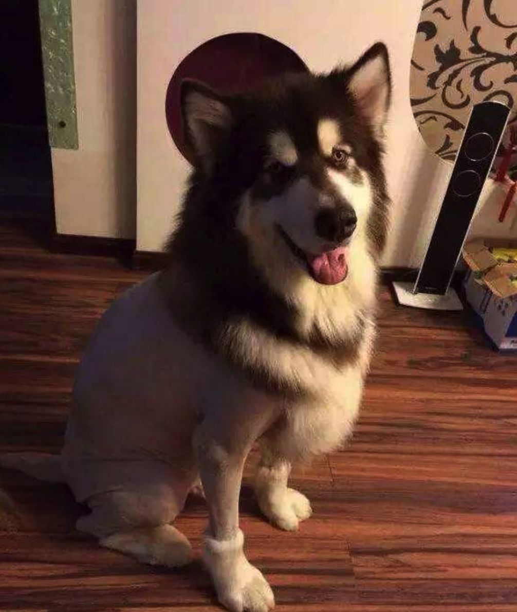 给狗狗剃毛剃成很奇怪的样子,狗狗剃了毛照镜子