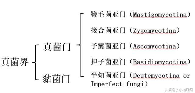 真菌微生物国标检测方法,微生物真菌检验