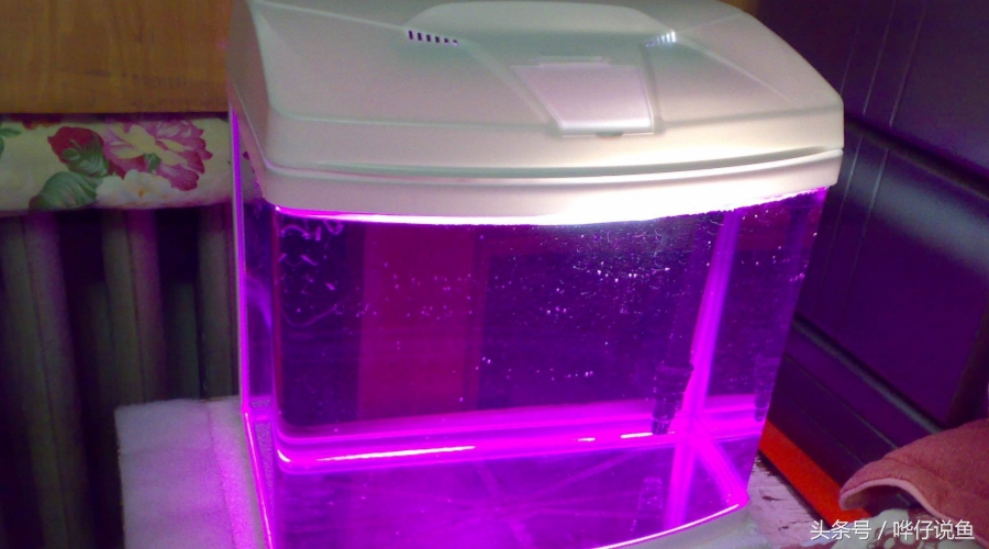 养鱼如何不死,养鱼不死鱼先学会鱼缸消毒