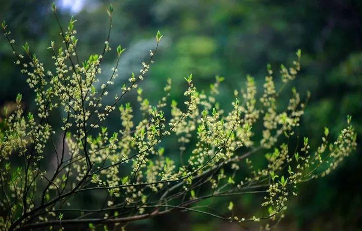 童话：皇家守卫战第二部（七）