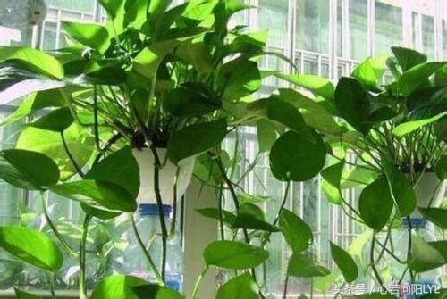 绿萝快死掉了怎么办？记住这3点，让你养的绿萝起死回生！