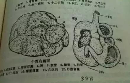 火碱泡牛百叶有什么作用,新鲜牛百叶用火碱泡多久才脆嫩