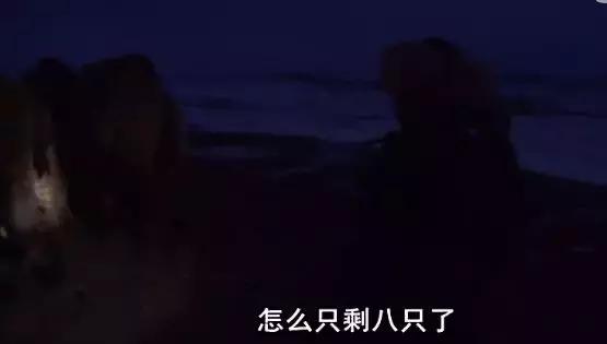 被奉为神明合集,bbc神级纪录片life第02集