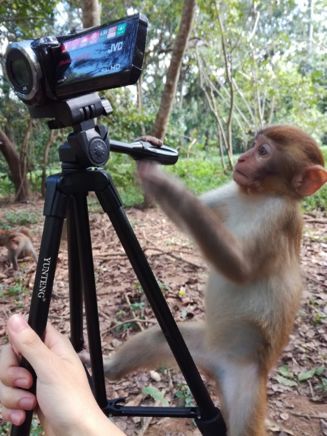 猴子爬树是为什么,猴子爬树为什么那么轻松