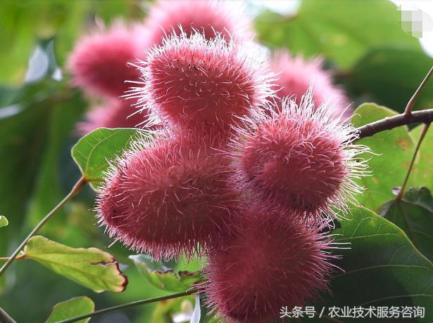 十种紧缺果树排名,果树病害分类