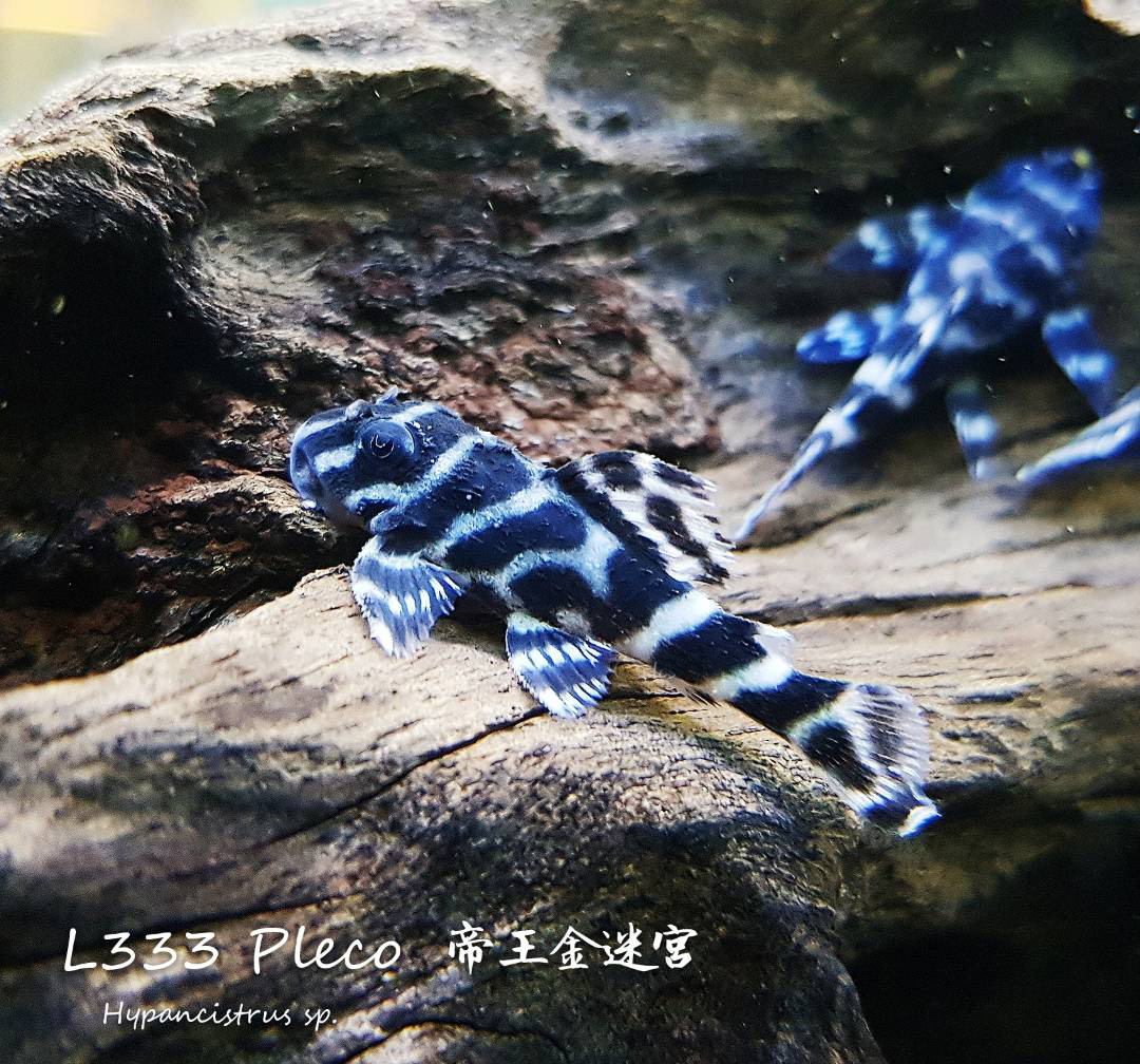 观赏鱼热带鱼品种,热带鱼品种太多认不清