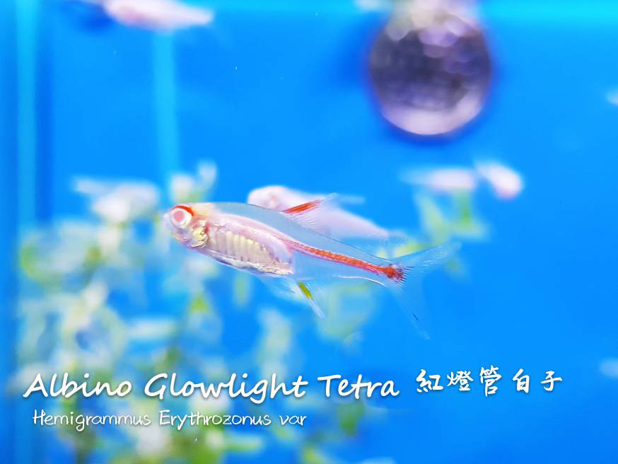 各种小型热带鱼图片大全及名字,41种热带鱼