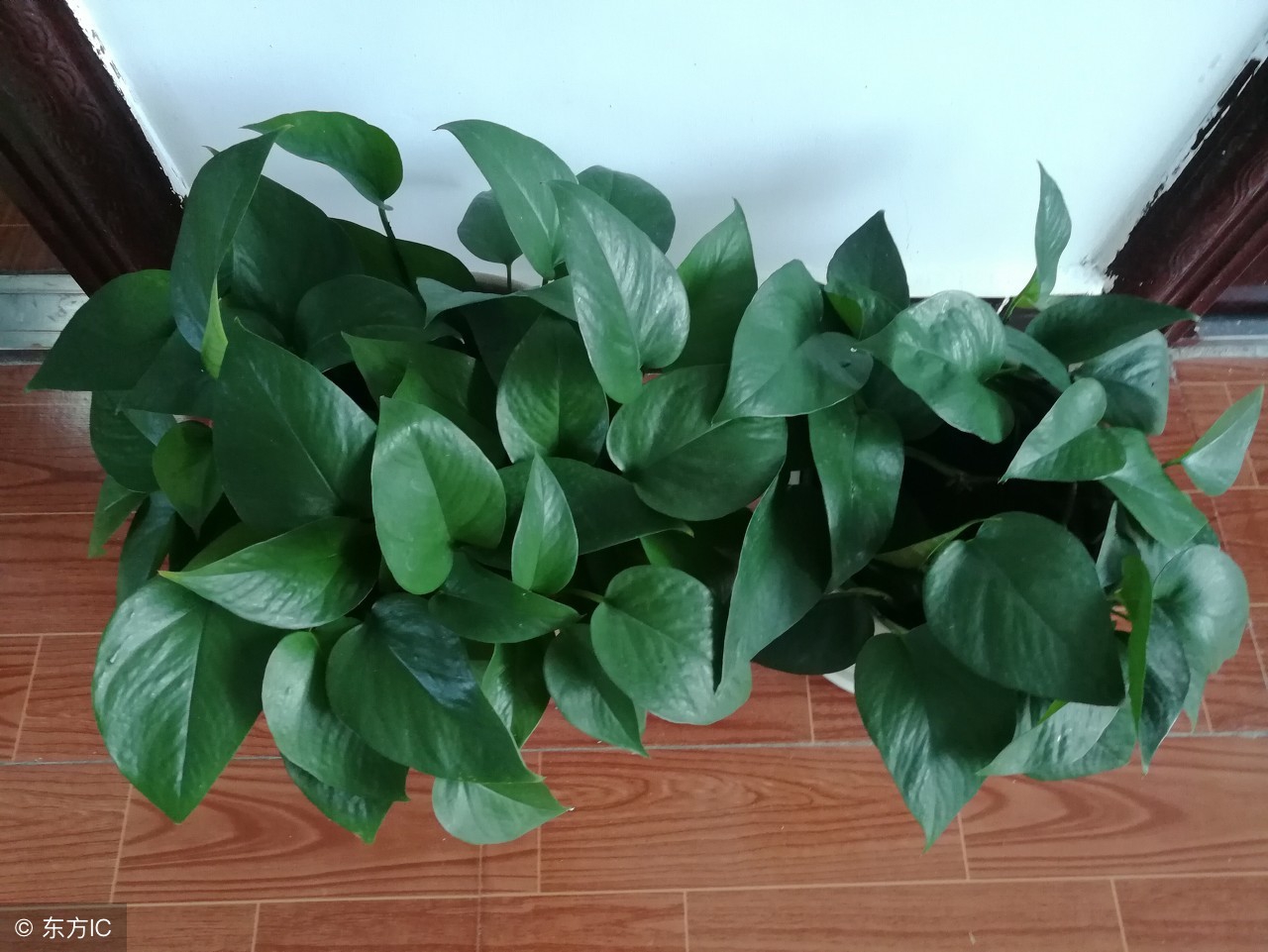 水培绿萝的生长习性图片,绿萝生长习性及存在价值