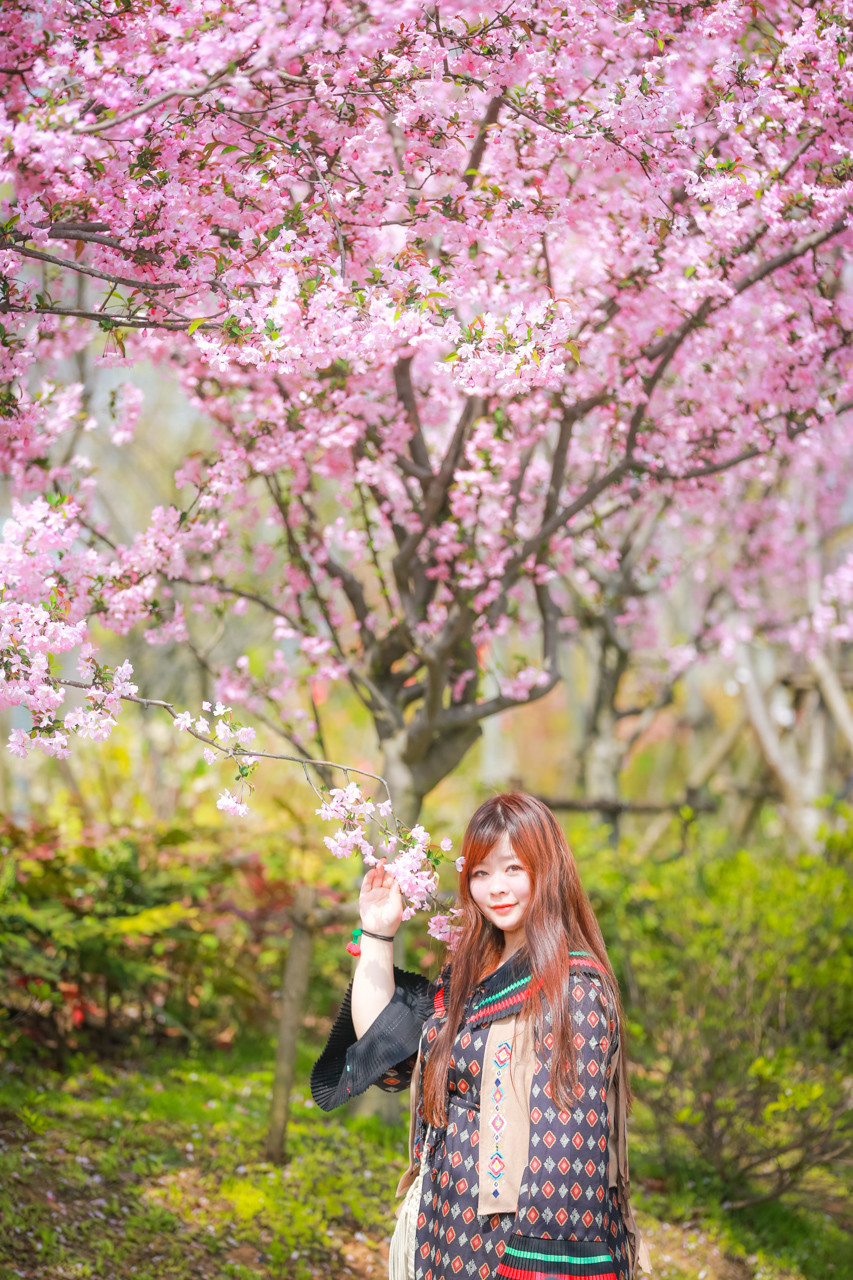 三月的拈花湾樱花烂漫,烟花三月桃花