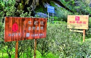 牛栏坑肉桂茶叶多少钱一斤,牛栏坑肉桂茶特点简介