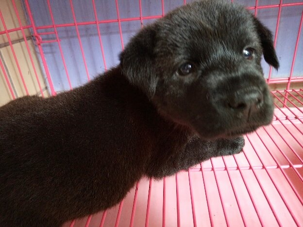 狗疫苗科普,狗狗三针疫苗间隔多长时间打一次