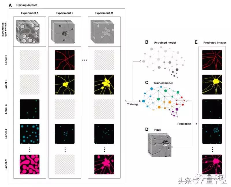 Cell：和免疫荧光标记说拜拜|谷歌深度学习模型预测荧光位置