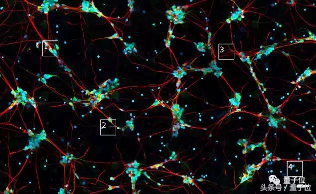Cell：和免疫荧光标记说拜拜|谷歌深度学习模型预测荧光位置