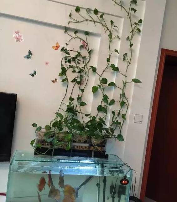 怎样养绿萝才能茂盛视频,屋内绿萝怎么养比较茂盛