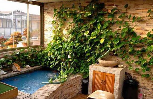 怎样养绿萝才能茂盛视频,屋内绿萝怎么养比较茂盛