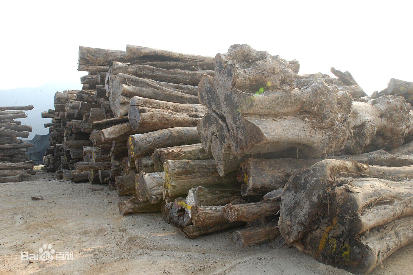 世界名木有多少种,世界名贵树木材图片