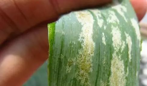 盆栽常见的虫子,盆栽里有虫子用什么药