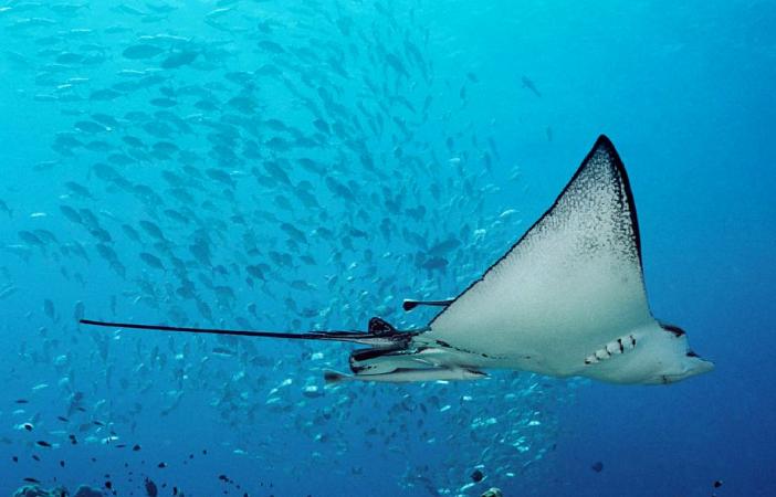 被潜水爱好者誉为10个全球最迷人的潜水天堂，大饱你眼福