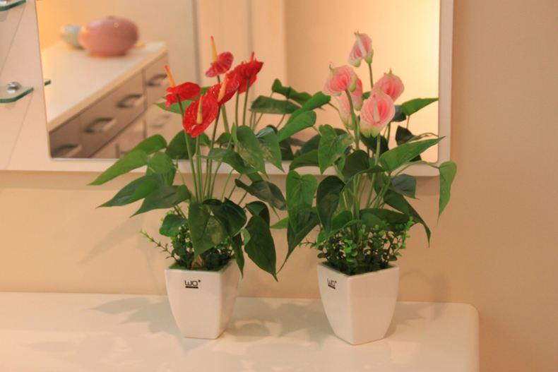 红掌叶子发黄怎么养才能长得茂盛,红掌的叶片发黄是什么原因