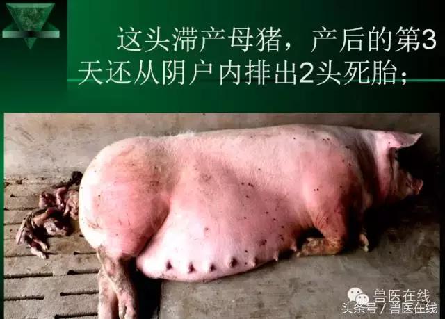 猪病兽医必看的蓝耳病现场诊断