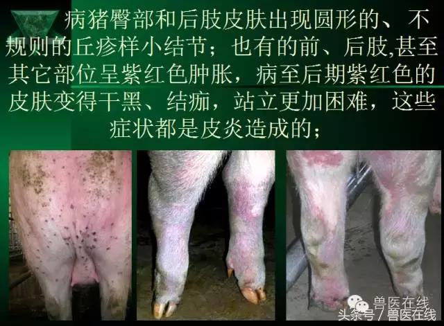 猪病兽医必看的蓝耳病现场诊断