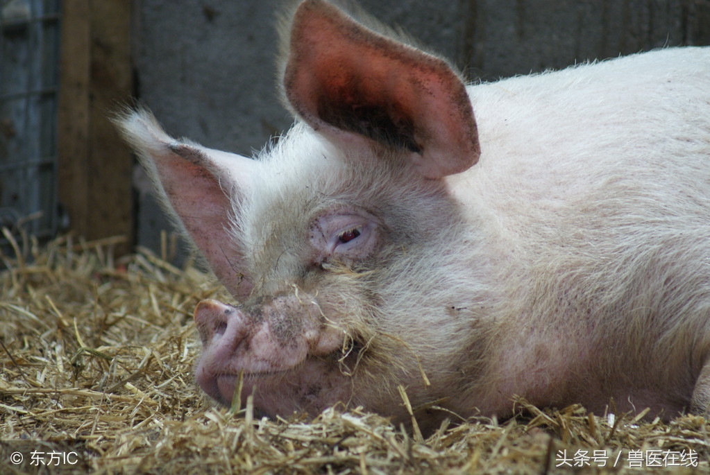 有图有真相——看猪病专家进行蓝耳病的现场诊断和详解！