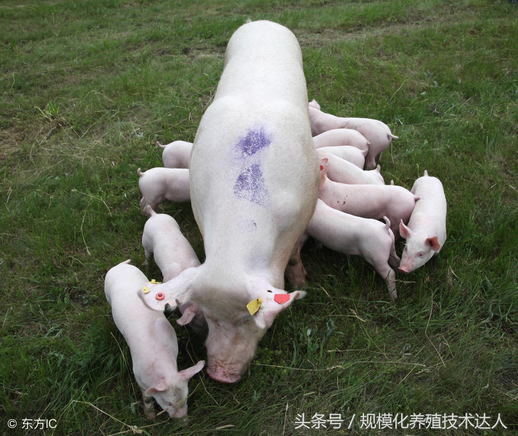 母猪流产得了什么病该怎么治,母猪流产原因汇总