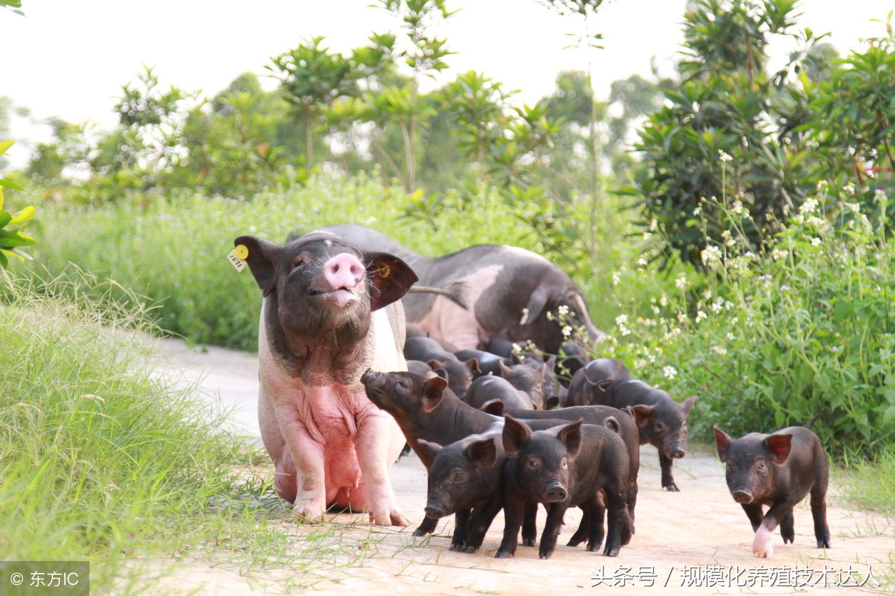 母猪在35天左右流产是什么原因,母猪两个月流产的原因
