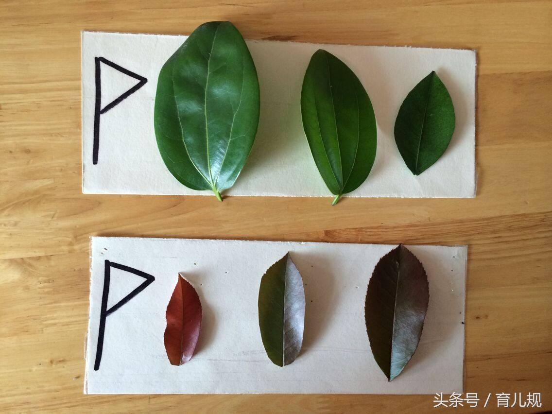 幼儿数学思维排序,幼儿数学思维都有什么规律